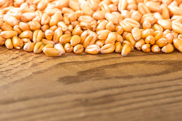 Ripe wheat background