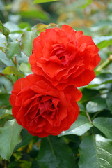 赤いバラ