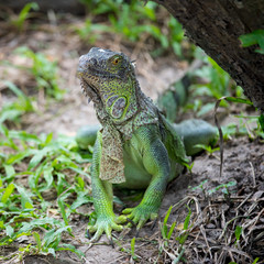 Green iguana