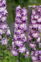 Purple Delphinium Flower in Garden