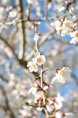Spring Cherry blossoms, pink flowers.