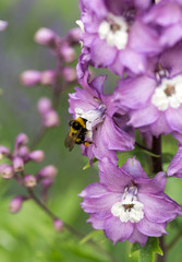 Purple Delphinium Flower in Garden