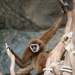 Brown Gibbon in the zoo