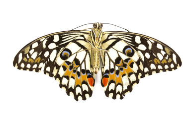 Obraz premium Butterfly isolated on white background.