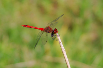Libellula rossa (Sympetrum sp.)