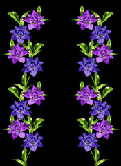 spring flowers  iris; isolated on black background