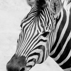 Obraz na płótnie Canvas black and white zebra