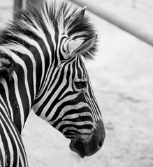 Plakat black and white zebra