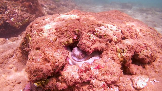 white octopus (Octopus cyanea) hiding in his hole (top view), Indian Ocean, Hikkaduwa, Sri Lanka, South Asia
