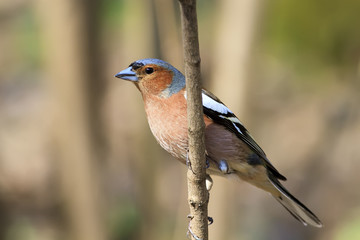 Chaffinch bird singing on branch in spring song