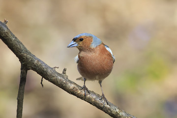Chaffinch bird singing on branch in spring song