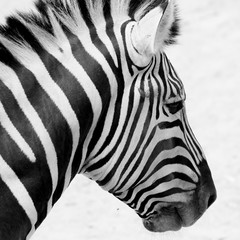 Fototapeta na wymiar black and white zebra