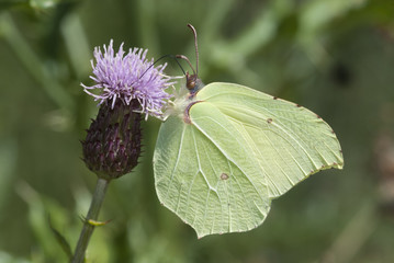Mariposa hoja Cleopatra posada en una flor