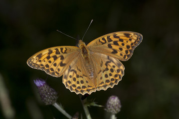 Mariposa Pandoriana pandora