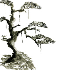 Pine trees isolated on white background. Ink drawing in the Chinese style.