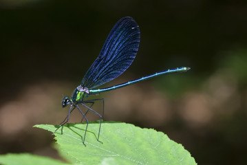 Calopteris virgo libélula azul