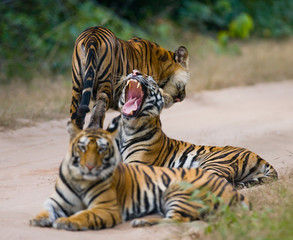 Fototapeta na wymiar Group of wild tigers on the road. India. Bandhavgarh National Park. Madhya Pradesh. An excellent illustration.
