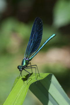 Calopteris virgo libélula azul