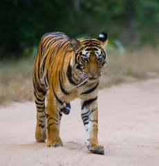 Fototapeta na wymiar Wild Bengal tiger standing on the road in the jungle. India. Bandhavgarh National Park. Madhya Pradesh. An excellent illustration.