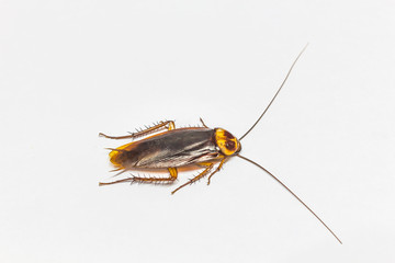 Turkestan cockroach (Blatta lateralis), also known as the rusty red cockroach. Wild life animal.