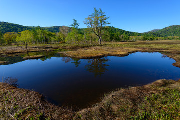 Fototapeta na wymiar Ozegahara in early summer in Gunma, Japan