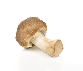 Shiitake mushroom on the White background