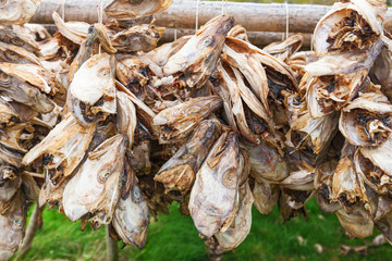 Cod's head hanging to dry