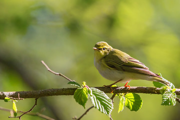 Green Warbler