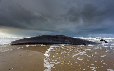 A seascape image of a beached sperm whale lies dead on the beach on the island of Texel in the...