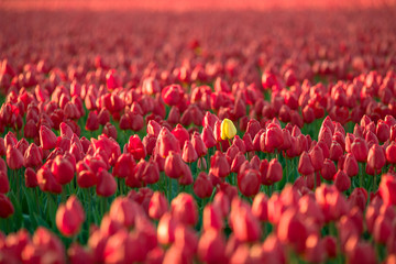 one single yellow tulip in the middle of may red tulips creating a nice color contrast image.