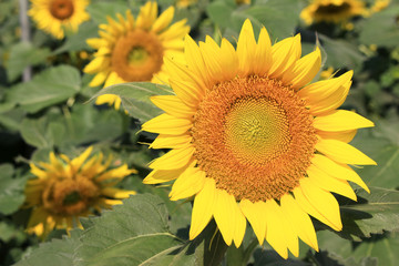 Sunflowers