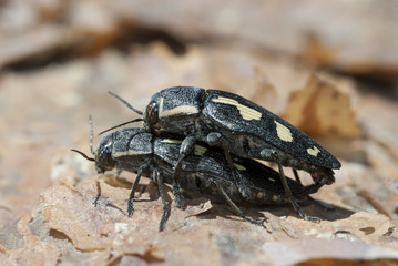 Escarabajo Brupestris novenmmaculata sexo