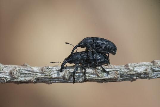 gorgojo pinos Hylobius abietis c&oacute;pula