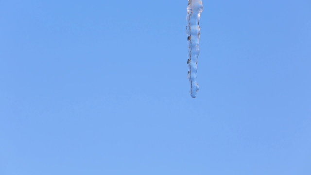 Close up of single clear thick icicle hanging down over isolated blue background