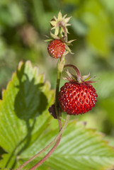 Huevos de mariposa Pieris brasicae