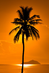 Silhouette Coconut Palm Tree