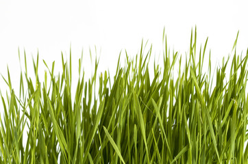 Young green rice plant