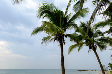 Coconut trees seaside.