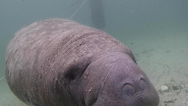 Seacow Manatee Swimming Underwater in Crystal River, Florida