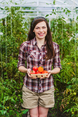 Agriculture woman worker harvesting tomatoes in greenhouse