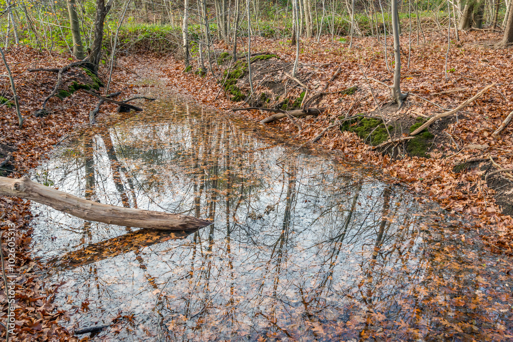 Sticker Brown oak leaves and a pool of water