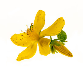 St. John's Wort flower