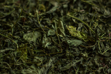 green Dried Mint texture