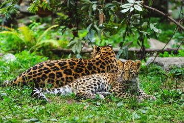 Amur leopards