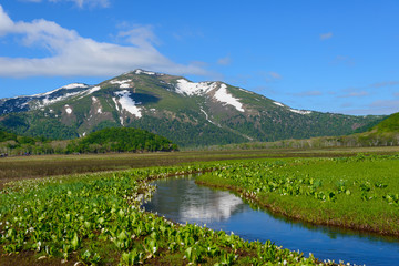 Naklejka na ściany i meble Ozegahara and Mt. Shibutsu in early summer in Gunma, Japan