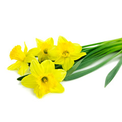 daffodil flowers isolated on white background