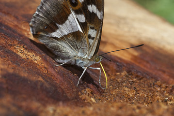 Mariposa de lengua amarilla Apatura iris