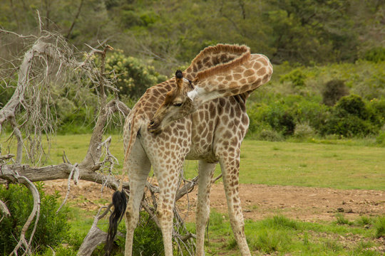 Giraffe dreht den Hals nach hinten