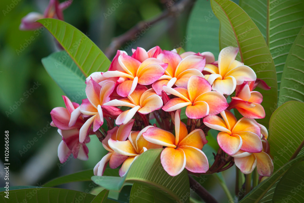 Wall mural plumeria flower