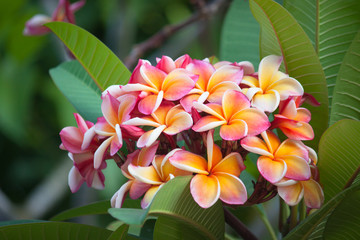 Plumeria flower